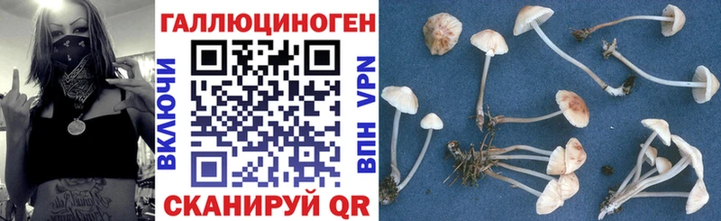 Купить где  Златоуст  Галлюциногенные грибы Cubensis 